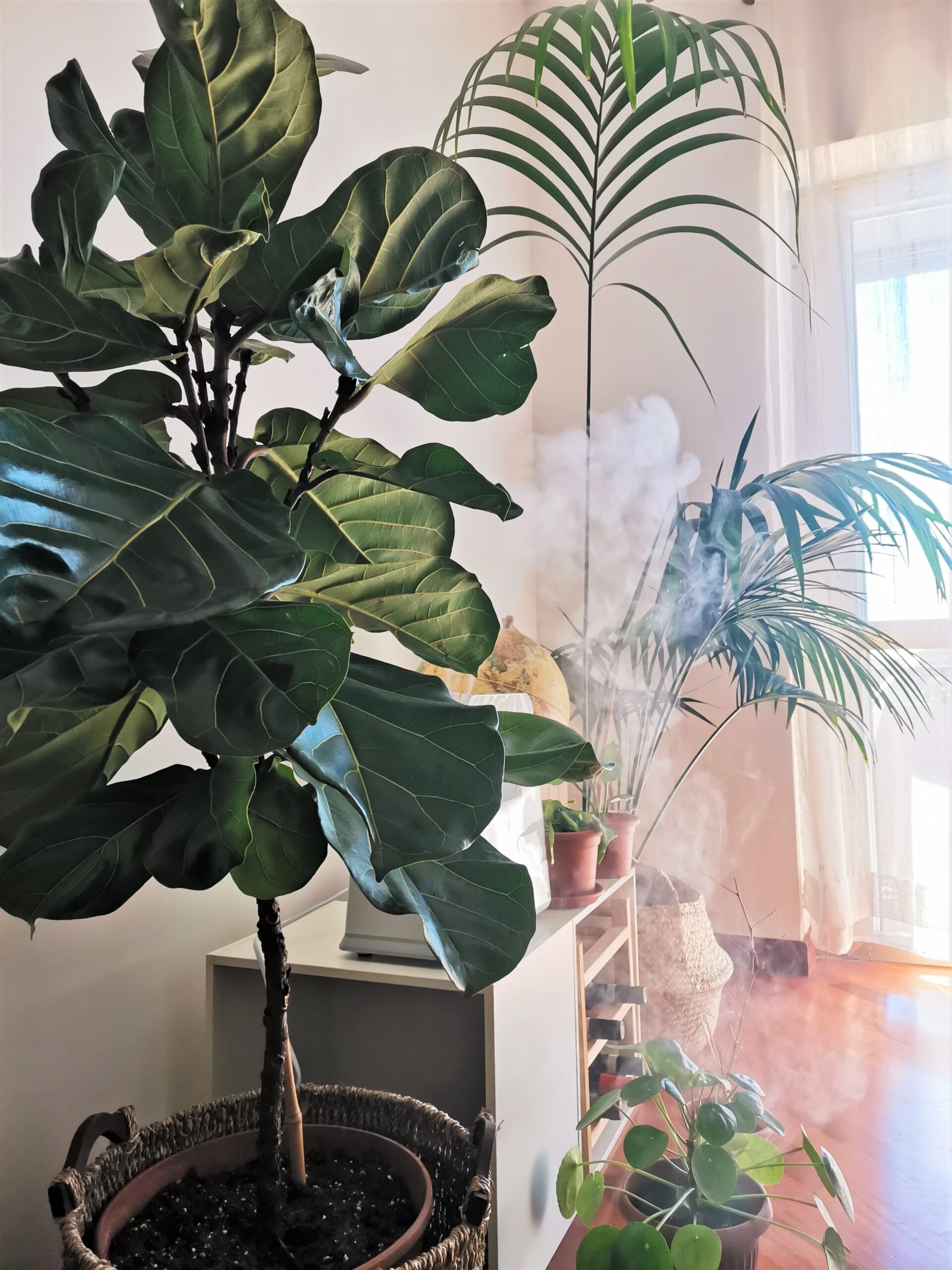 I migliori umidificatori per piante tropicali da interno – Piante in Casa:  cura piante in casa, approfondimenti piante da interno, piante da esterno,  piante grasse