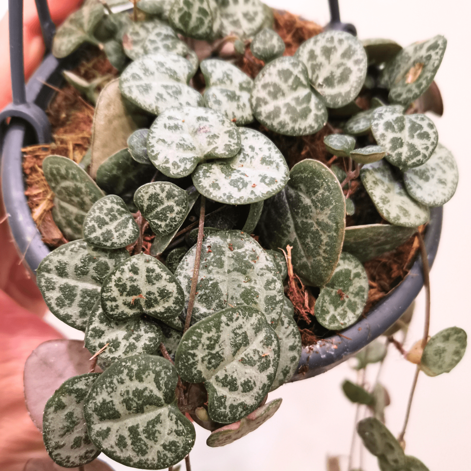 Ceropegia Woodii - immagine 3